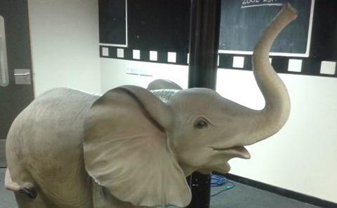 Elephant (courtesy SUSU)
