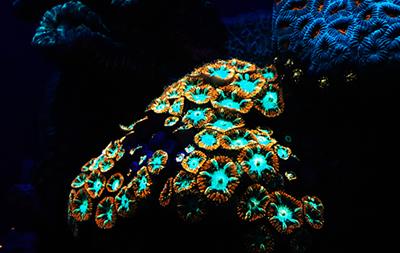Image credit: Prof. J. Wiedenmann