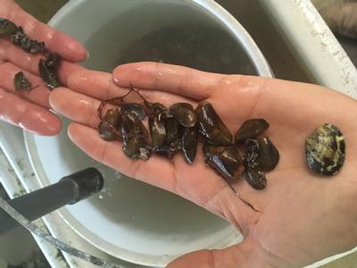 Asian Date Mussel