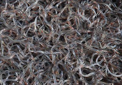 Eels