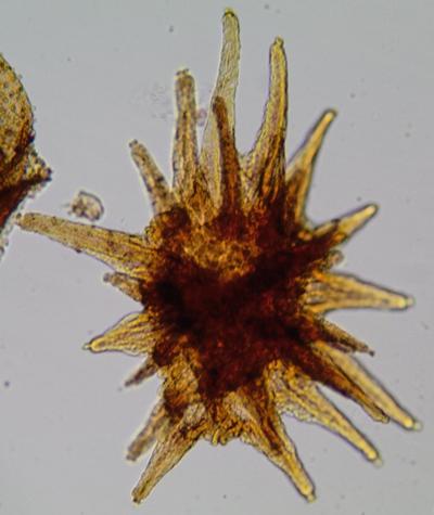 Fossil spore