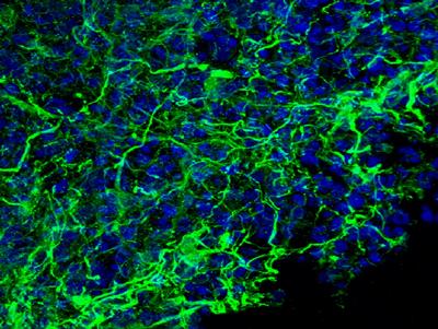 Immunoflourescence staining