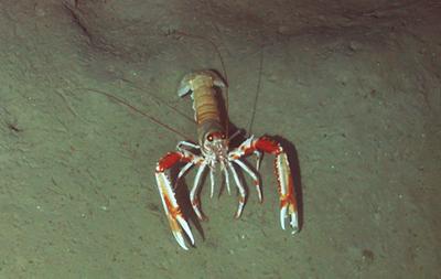 Langoustine (Nephrops norvegicus)