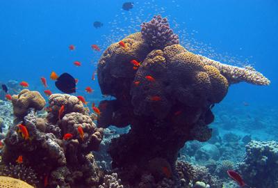 Red Sea Corals