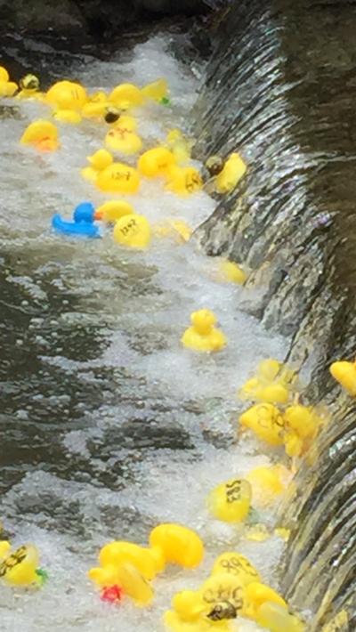 Lyme Regis duck race