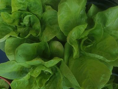 Salad Leaves