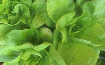 Salad leaves 