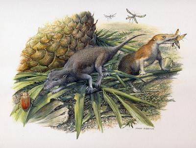 Morganucodon and Kuehneotherium