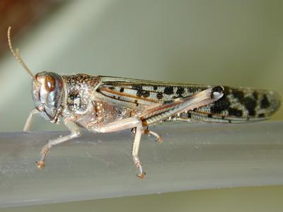 Lessons from insects | Biological Sciences | University of Southampton