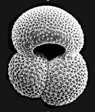 SEM image of a fossilised shell