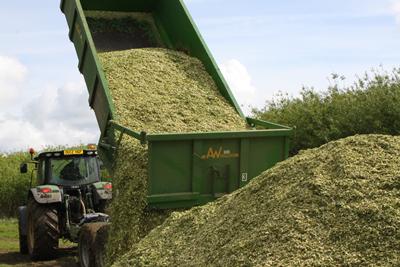 Harvest of bioenergy coppice 