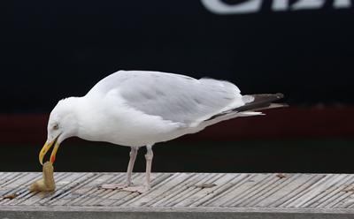 European Herring Gull