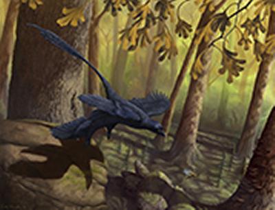 Aerodynamic feathered dinosaur Micr