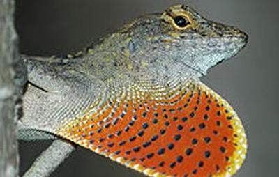 Caribbean Lizard