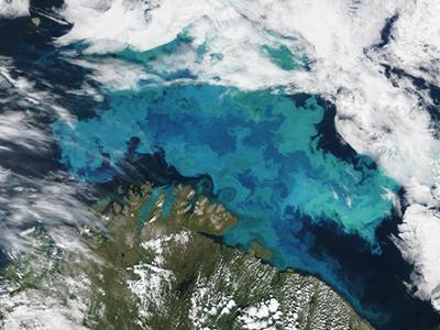 Algae bloom in the Barents Sea