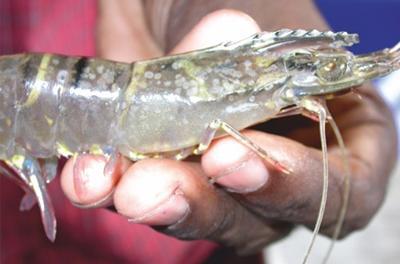 Asian fish disease