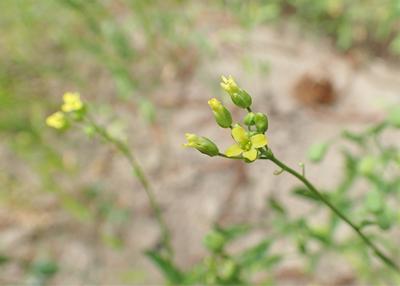 Image of camelina sativa