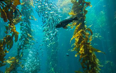 complex ecosystems