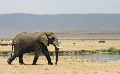 African elephant