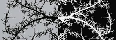 the winter tree
