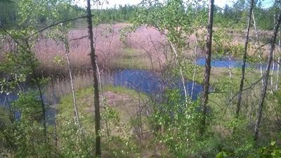 Image of pond