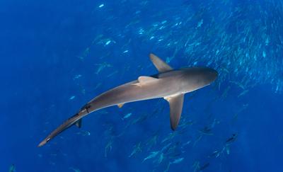 Image of silky shark