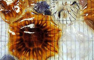 Jellyfish to map chemical variation
