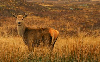 Red Deer.