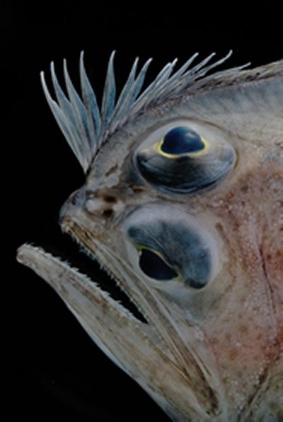 Oceans MOOC