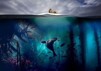 Walrus and seal 
