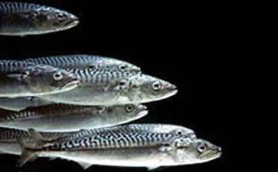 Fish fitness watch