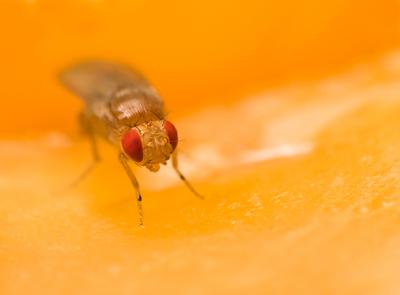 Drosophila
