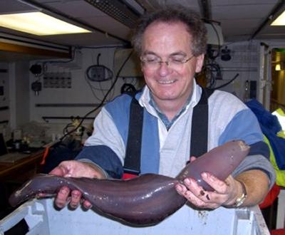 Sea cucumber from the Indian Ocean
