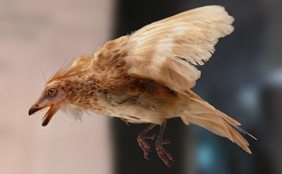 Model of enantiornithe bird