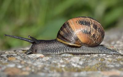 Mollusc