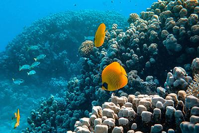 Intelligent Oceans research