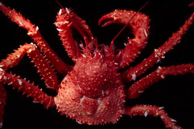 King crab Paralomis elongata