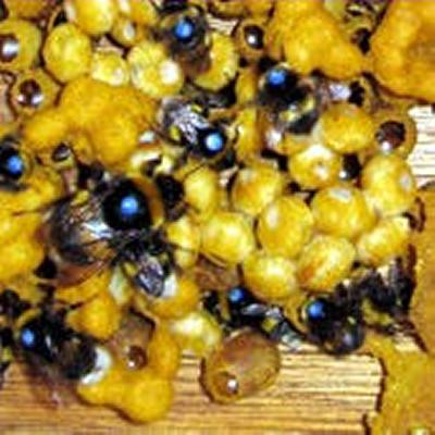 Bumble bees