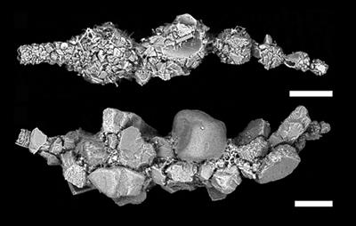 Shells of the same Reophax species