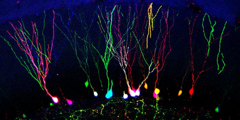 Neurosciences