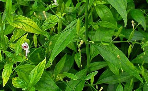 Andrographis paniculata
