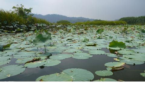 water lilies on lake