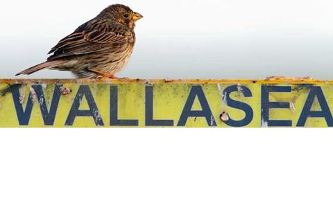 Wallasea