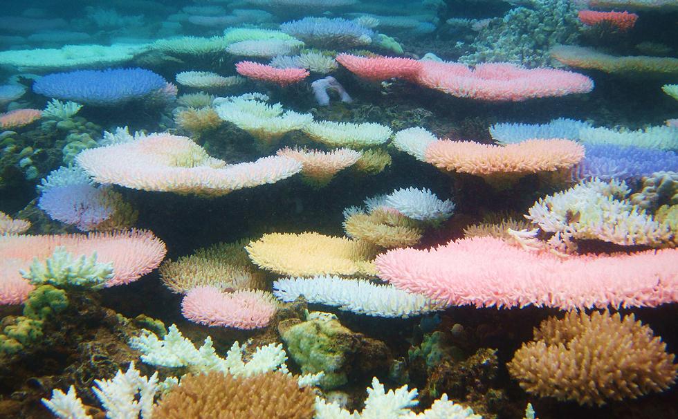 Colourful bleaching Acropora corals