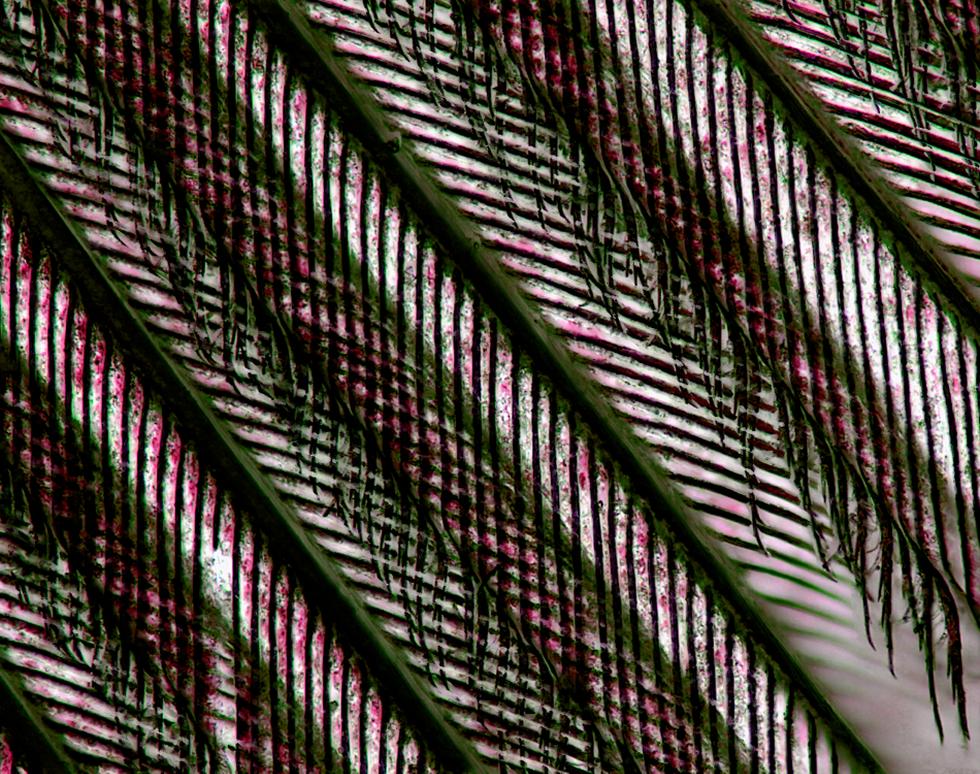 Feather - Jacqui Nimmo