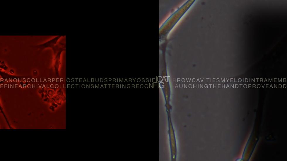 Intra-actions and Reconfigurations Screen 5 - Primordial