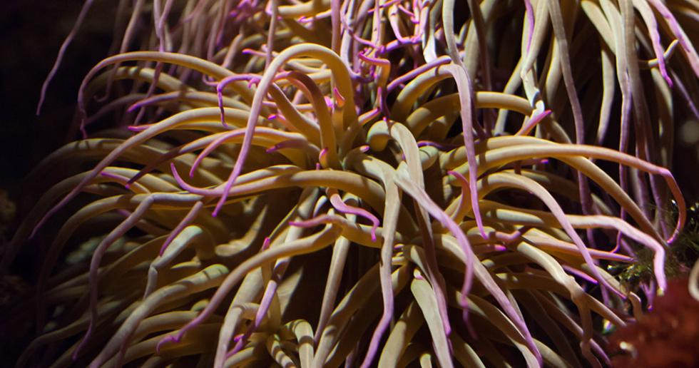 Snakelocks Anemone 