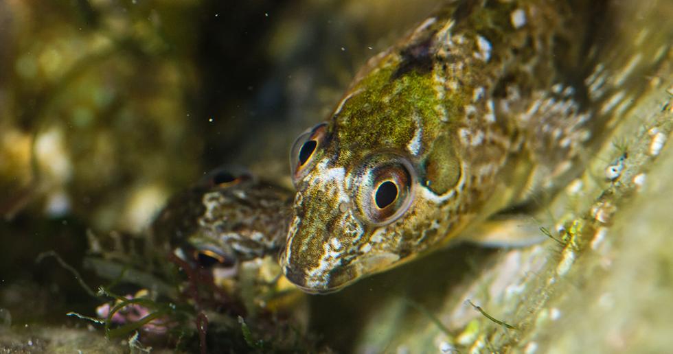 Blenny Wrasse