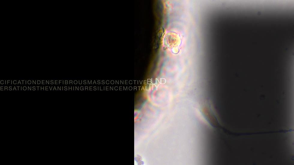 Intra-actions and Reconfigurations Screen 5 - Primordial