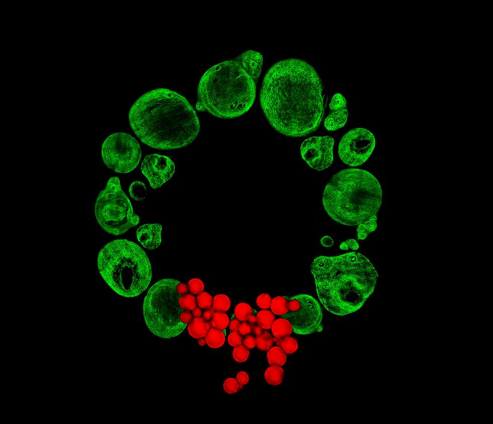 Christmas wreath image